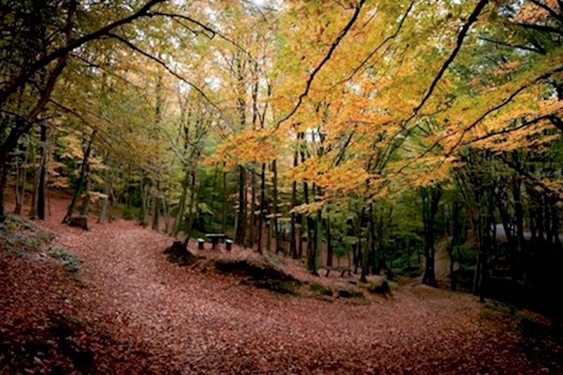 Belgrad Ormanı Doğa Yürüyüşü